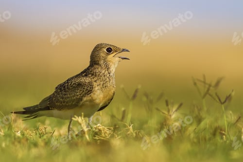 Preview: Springtime. Cute Bird Pratincole. Yellow Green Nature Background. Bird: Collared Pratincole