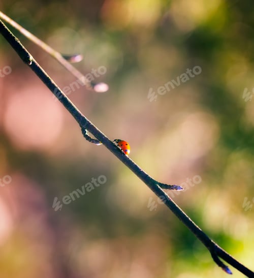Preview: Ladybug Walking On Spring Tree Branch. Beautiful Insect Macro.