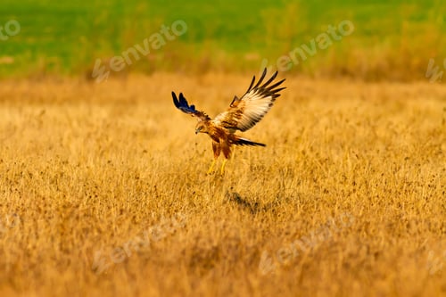 Preview: Flying Hawk. Yellow, Green Nature Background.
