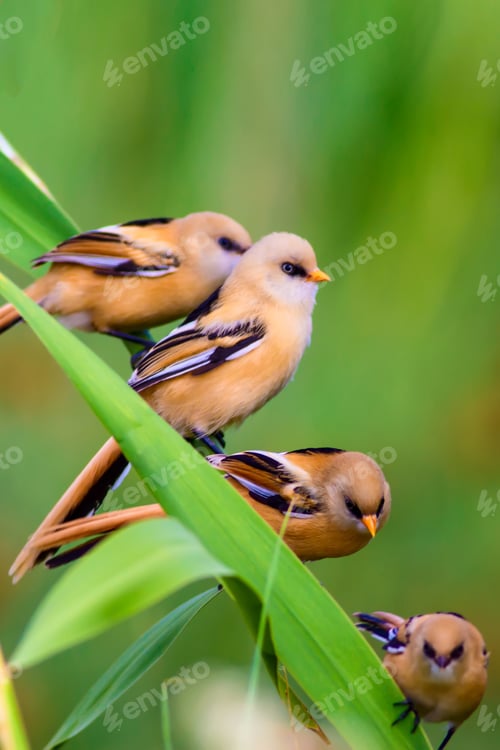 Preview: Cute Birds. Natural Background.