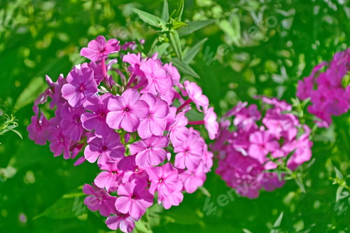 Preview: Colorful Phlox Flowers On A Background Of The Autumn Landscape