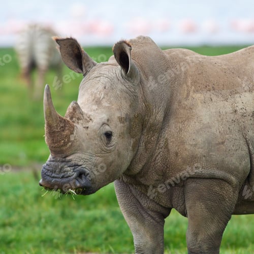 Preview: Rhinoceros In Lake Nakuru National Park, Kenya