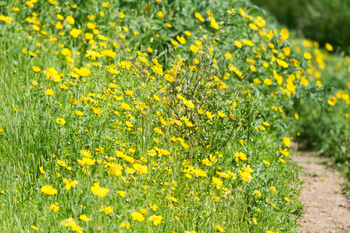 Preview: At Ein Afek Nature Reserve, Israel