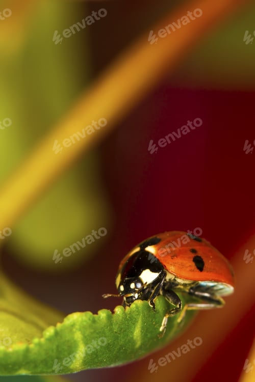 Preview: Cute Animal Ladybird. Natural Background.