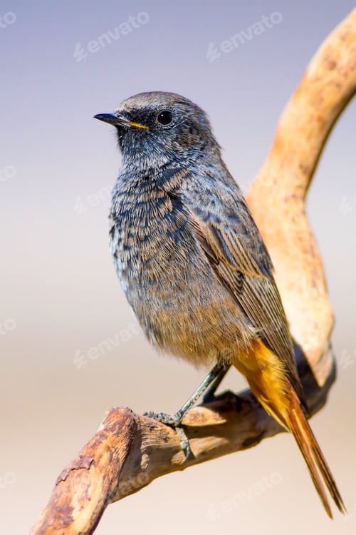 Preview: Cute Bird On Branch. Nature Background. Black Redstart / Phoenicurus Ochruros