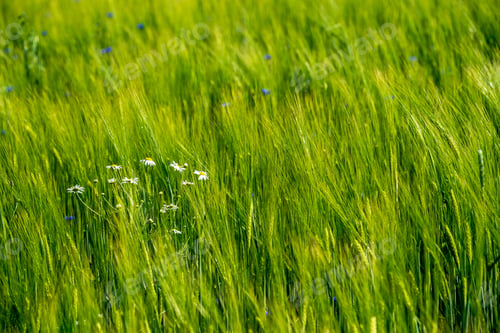 Preview: Summer Green Meadow With Random Flowers Blooming In Mid Summer Day. Blur Background Texture