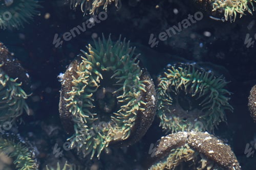 Preview: A Tidal Pool Filled With Sea Anemones And Mussels On The West Coast Oregon Usa