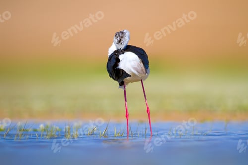 Preview: Cute Water Bird. Colorful Nature Background. Common Water Bird. Black Winged Stilt. Himantopus