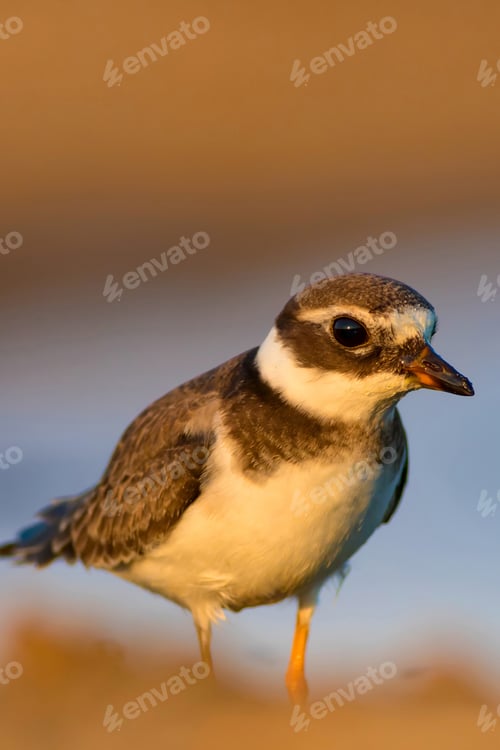 Preview: Cute Little Water Bird. Nature Background. Bird: Common Ringed Plover. Charadrius Hiaticula