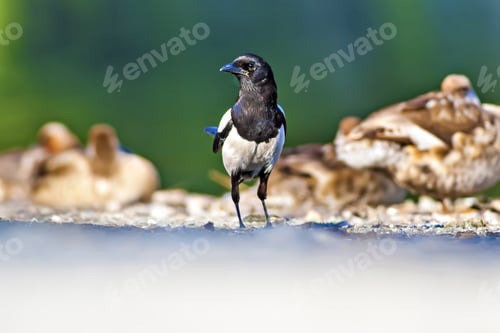 Preview: Crow. Eurasian Magpie. Nature Background.