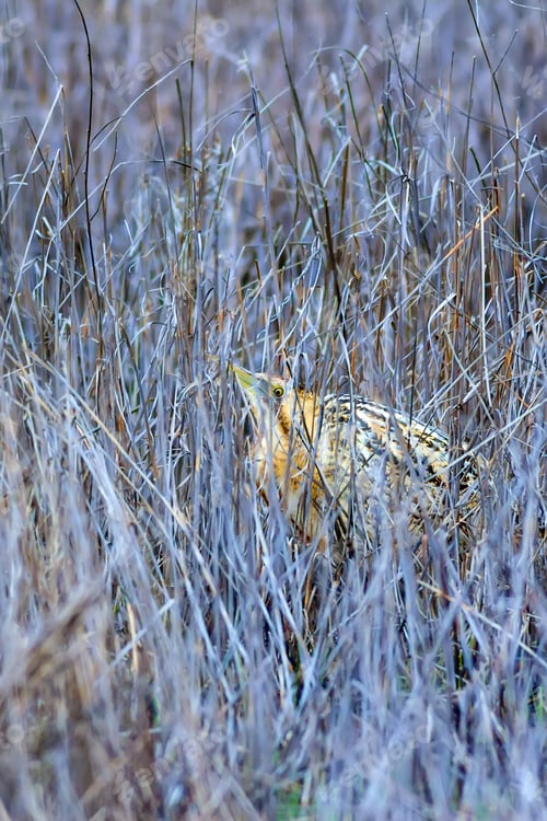 Preview: Bird And Natural Background. Bird: Eurasian Bittern. Botaurus Stellaris.