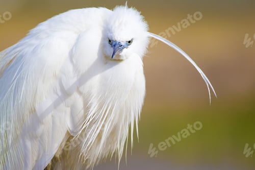 Preview: Beautiful White Heron. Colorful Nature Background. Heron: Little Egret. Egretta Garzetta.