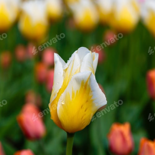 Preview: Yellow And White Flower Of Tulip Sort Orange Cassini. Hybrids Of Tulips - A Beautiful Spring Bulbs