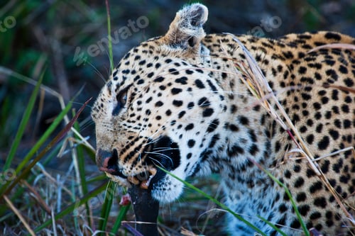 Preview: Leopard In The Okavango Delta, Botswana