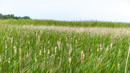 Preview: Green Grass Meadows And Fields Landscape In A Sunny Day. Latvia