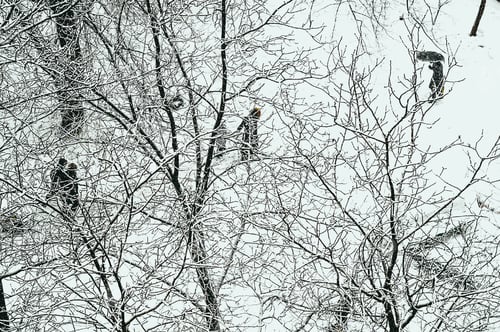 Preview: Winter Urban Frosty Landscape - Snow Covered Trees On Foggy Background