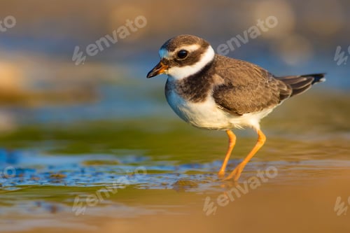 Preview: Cute Little Water Bird. Nature Background. Bird: Common Ringed Plover. Charadrius Hiaticula