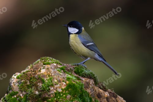 Preview: Cute Little Bird. Dark Green Nature Background. Bird: Great Tit. Parus Major.