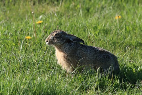 Preview: European Brown Hare (Lepus Europaeus)