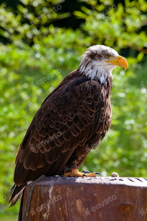 Preview: Bald Eagle (Lat. Haliaeetus Leucocephalus)