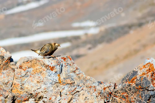 Preview: Rare Partridge. Mountain Background. Bird: Caspian Snowcock. Tetraogallus Caspius. Nigde Aladaglar
