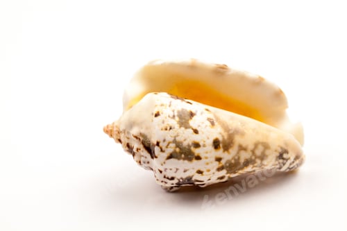 Preview: Seashells - Colors And Texture