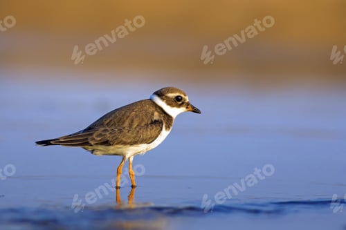 Preview: Nature And Bird. Cute Little Water Bird. Colorful Nature Background. Bird: Common Ringed Plover.