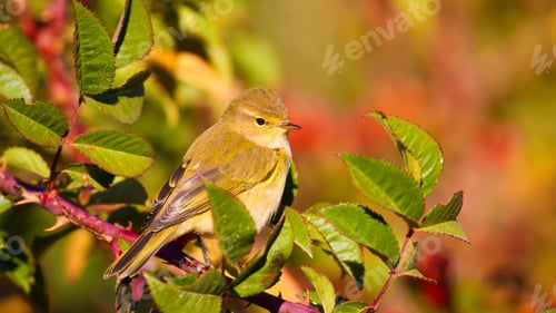 Preview: Cute Bird And Spring Nature. Green Nature Background. Common Chiffchaff / Phylloscopus Collybita