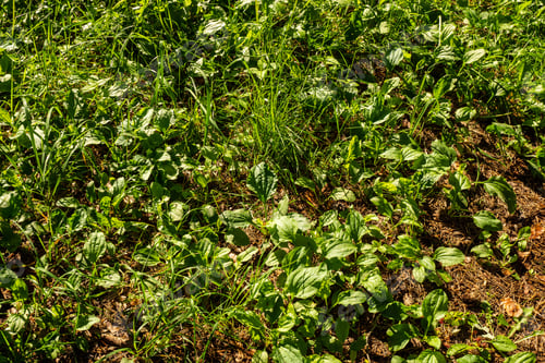 Preview: Green Summer Foliage Details Abstract Background. Leaves, Grass, Bents And Branches