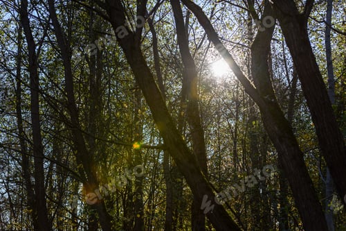 Preview: Autumn Gold Colored Leaves In Bright Sunlight In Forest On Dark Blur Background