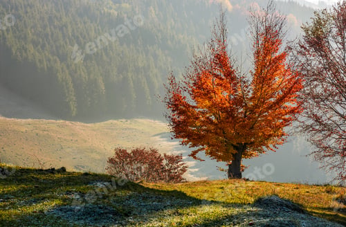 Preview: Tree With Red Leaves On Hillside With Spruce Forest In A Distance. Beautiful Scenery On Hazy
