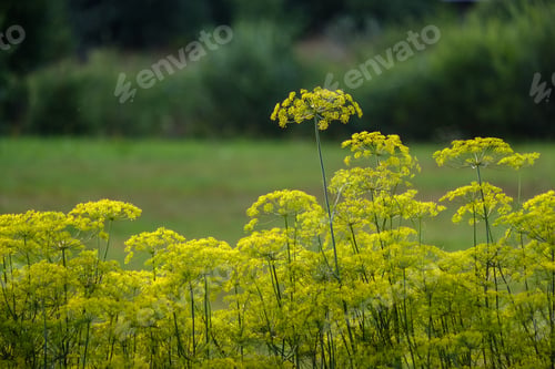 Preview: Countryside Garden Flowers On Blur Background And Green Foliage In Summer