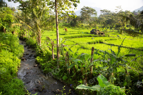 Preview: Mountain River Going Along Paddy Fields Or Sawa Landscape With Growing Rice Plants