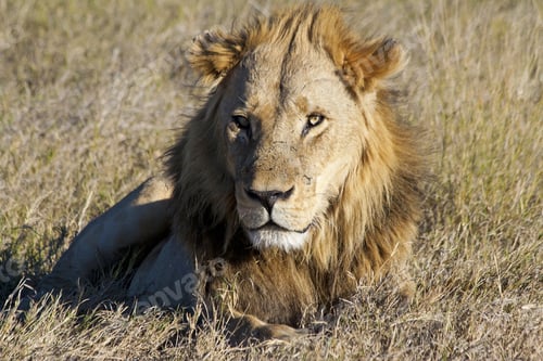 Preview: Male African Lion In The Okavango Delta, Botswana