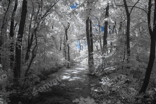 Monochrome Forest Scene with Blue Sky Peeking Through