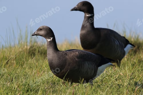 Preview: Brent Goose (Branta Bernicla) Texel Holland