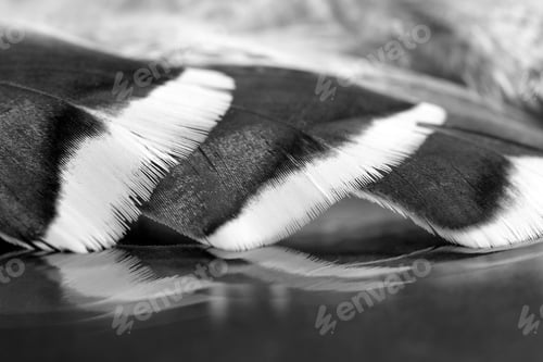 Preview: Black And White Photo Of Rooster Feather With Details And Reflexions