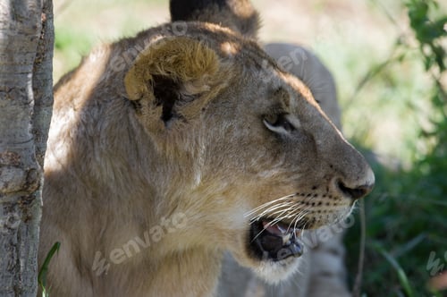 Preview: Lioness In The Maasai Mara National Park, Kenya
