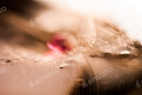 Preview: Macro, Abstract Composition With Colorful Water Drops On Dandelion Seeds