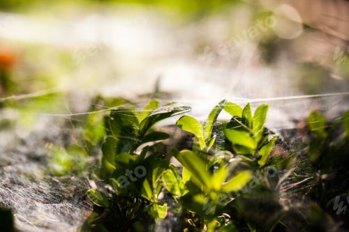 Preview: Buxus Sempervirens Bush - Macro Details With Spiderweb And Soft Focus
