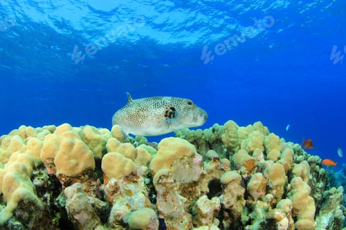 Preview: Giant Puffer Fish On Coral