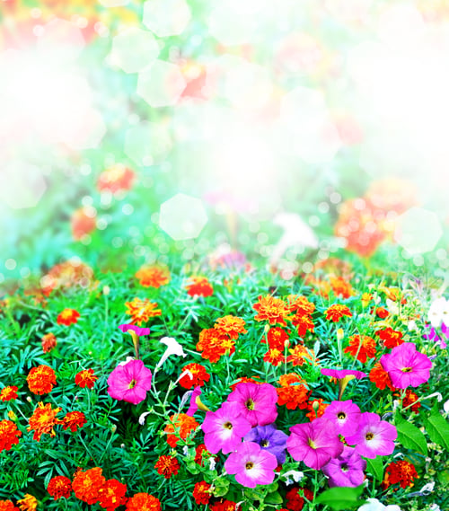Preview: Summer Landscape. Flowers
