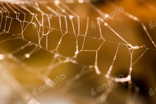 Preview: Abstract Composition With Spider Web Details
