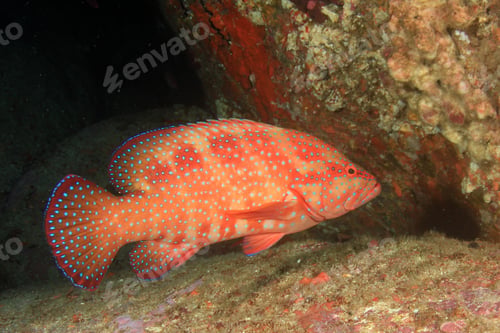 Preview: Coral Grouper Fish On Reef