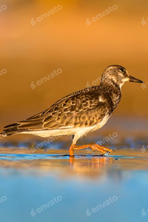 Preview: Cute Water Bird. Common Bird Ruddy Turnstone. Colorful Nature Background. Bird: Ruddy Turnstone