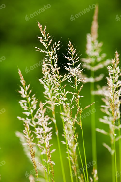Preview: Detailed Close Up Of Grass Straws On Green Background, Shallow Depth Of Field