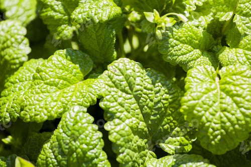 Preview: Lemon Balm (Melissa Officinalis) Leaves Textures