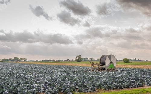 Visualização: Grande campo com plantas de repolho roxo cultivadas organicamente. No meio do campo seco está um