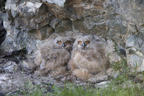 Preview: Young Eagle Owl, Saxony, Germany