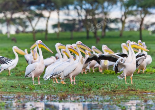 Preview: Great White Pelicans At Lake Naivasha - Kenya, Africa.